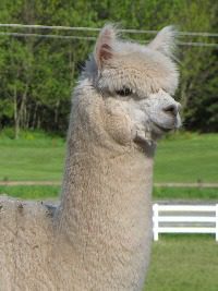History of AOBA and alpacas in the United States