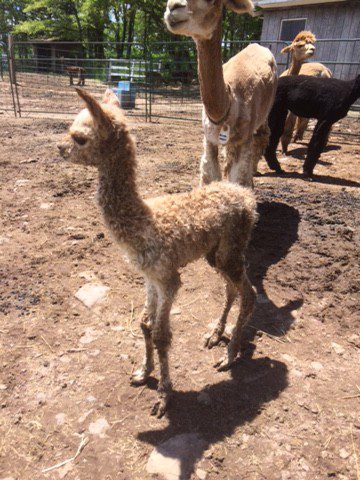 Our first cria of 2017!!